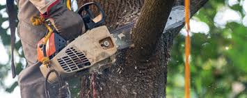 Professional Tree Services in Depoe Bay, OR